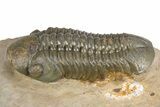 Prone Reedops Trilobite - Atchana, Morocco #312785-2